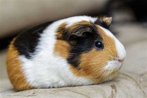 Pin On Best Guinea Pig Board