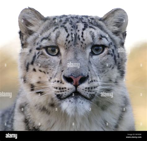 Male Snow Leopard Stares At Camera Face Shot Stock Photo Alamy