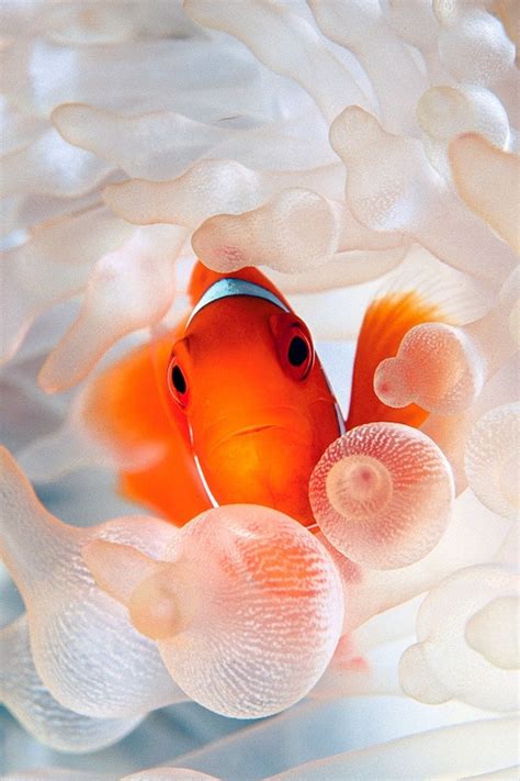 Beautiful Goldfish Iphone 4 Wallpapers Free 640x960 Hd Iphone Retina