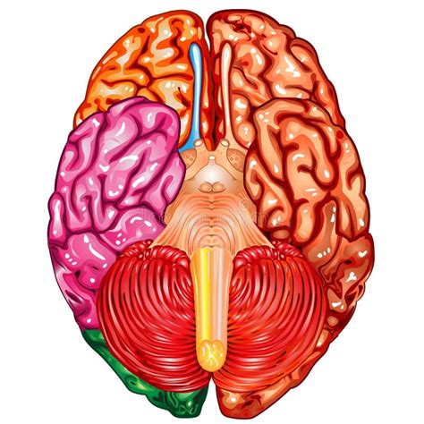 Anatomie Und Funktionen Des Menschlichen Gehirns Vektor Abbildung