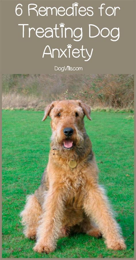 Dog beds for anxiety are a great way to support your dog's condition. 6 Easy Remedies for Treating Dog Anxiety - http://www ...