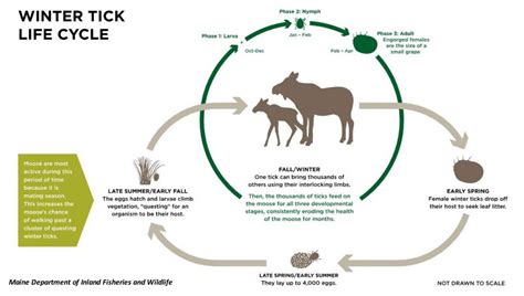 Deer Tick Life Cycle