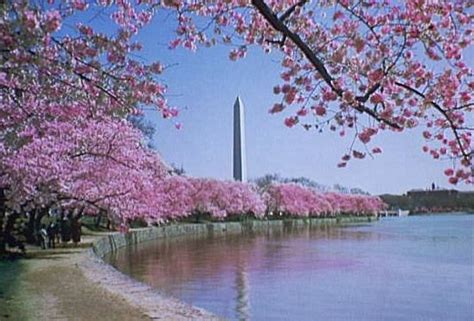 Cherry Trees In Bloom In Washington Dc Msmarcyb Cherry Blossom