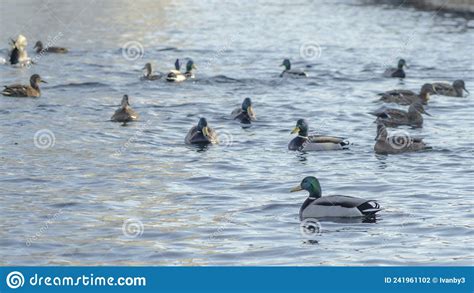 Waterfowl Ducks And Drakes On A Winter River Near Open Water In The