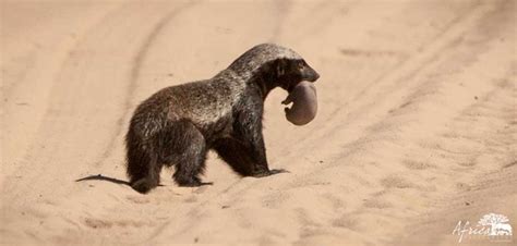 Honey Badger On The Move With Pup African Wildlife African Animals