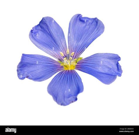 Blue Flax Linum Lewisii Flower Closeup On White Background Isolated
