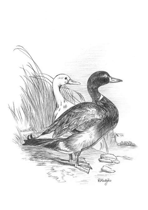 Sure, some people seem to be born being able to do these things, but the rest of us have to learn. Items similar to Ducks - Original Graphite Pencil Drawing ...