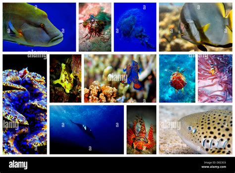 Collage Of The Colorful Underwater Life In Asia Stock Photo Alamy