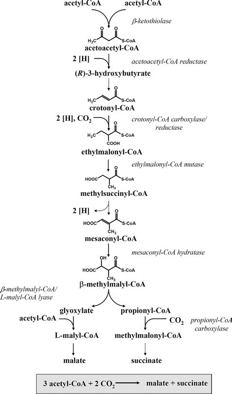 Acetyl Coa Carboxylase Pathway