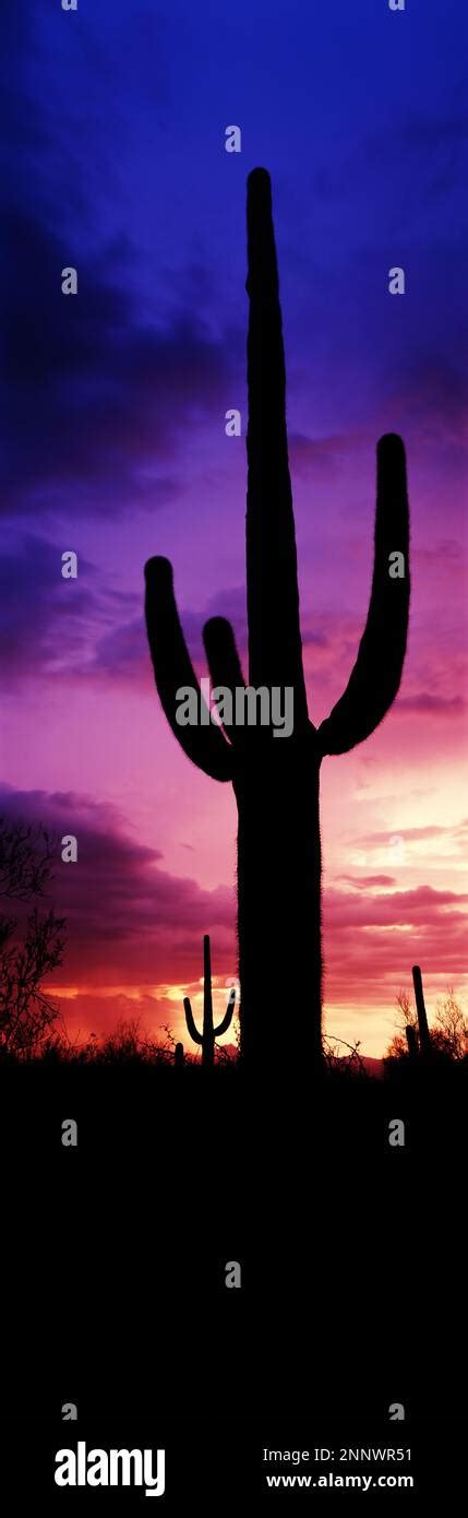 Silhouette Of Saguaro Cactus Carnegiea Gigantea Against Moody Sky At