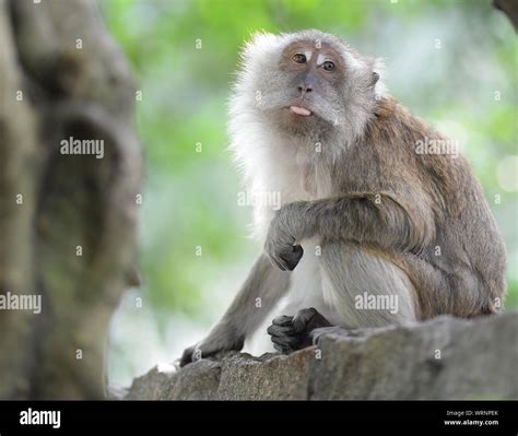 Monkey Sticking Out Tongue Hi Res Stock Photography And Images Alamy
