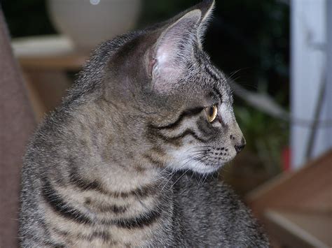 Filetabby Cat 100 4924