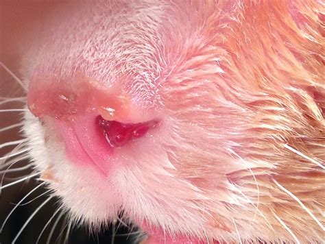 Cryptococcosis In Cats
