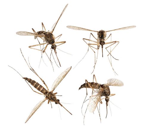 Mosquito Flying Stock Photos Pictures And Royalty Free Images Istock