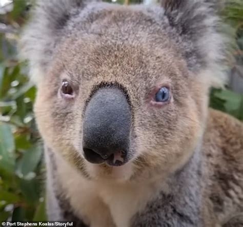Rare Koala With Different Coloured Eye Rescued In New South Wales