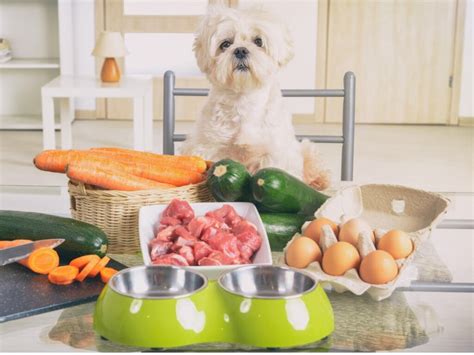 5 Alimentos Saludables Para Perros Mis Animales