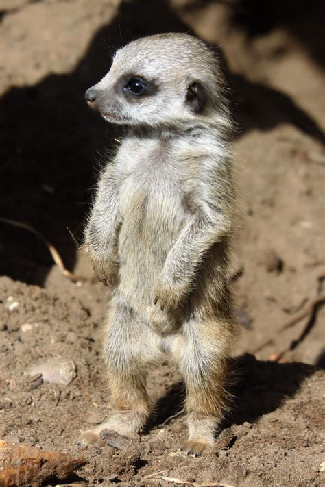 Meerkat Facts For Kids And Adults Pictures Video And In Depth Information