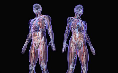 Its external aspect varies under different circumstances: Human Body | US News