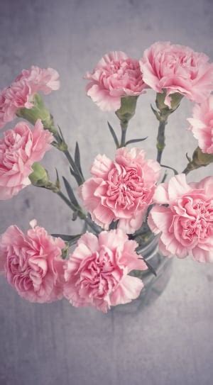 Pink Carnation Flower Free Image Peakpx