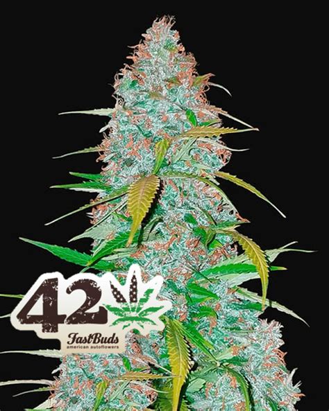 Californian Snow Auto Bud Buddies Cannabis Seeds And Clones For Sale