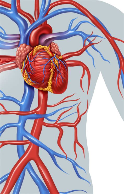 Structure Of Blood Vessels Draw Diagrams Of Arteries Veins And