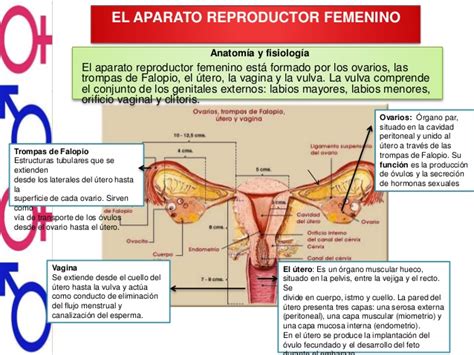 Aparato Reproductor Femenino Y Sus Partes Y Funciones