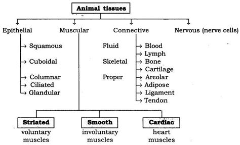 Flow Chart Of All Animal Tissues Individual