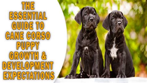 Cane Corso Puppy Growth And Development Expectations Explained
