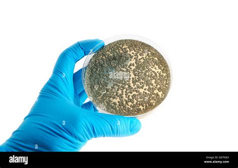 Agar Plate With Fungi Microorganisms Stock Photo Alamy