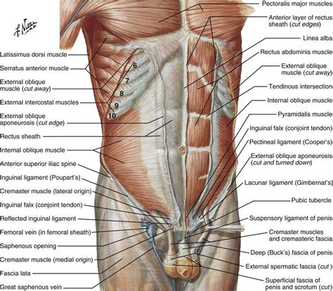 Anatomy Of The Lumbopelvic Hip Complex Musculoskeletal Key