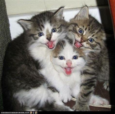 Cyoot Kittehs Of Teh Day Ermahgerd Kerttens Newborn Kittens Baby