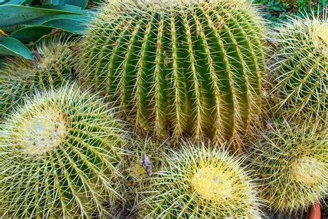 How To Transplant A Cactus Cutting Mitcityfarm