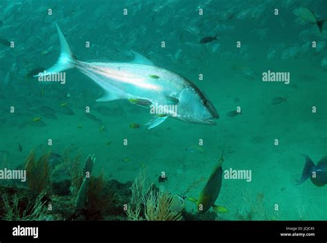 Greater Amberjack Seriola Dumerili Caño Island Costa Rica Stock