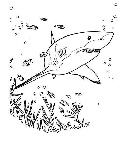 Dibujos De Buceo Con Tiburones Para Colorear Pintar E Imprimir Porn