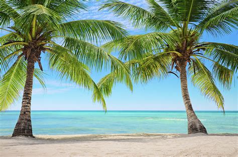 Two Palm Trees On An Exotic Beach In By Gerisima