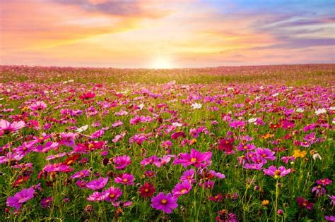 Premium Photo Beautiful And Amazing Of Cosmos Flower Field Landscape
