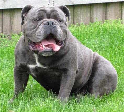 The olde english bulldogge is an american dog breed, recognized by the united kennel club (ukc) in january 2014. Miniature English Bulldog: History, Facts, Personality ...