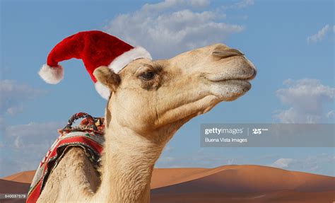 'hump day camel' sticker by pencreations. Camel With Christmas Hat High-Res Stock Photo - Getty Images