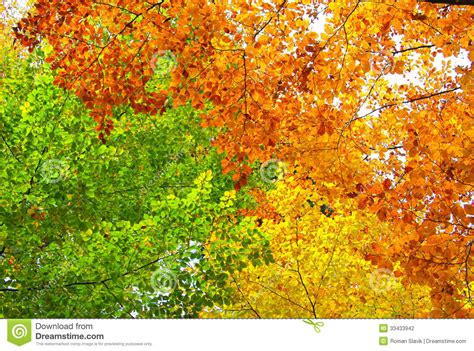 Yellow Green And Orange Leaves Autumn Background Stock