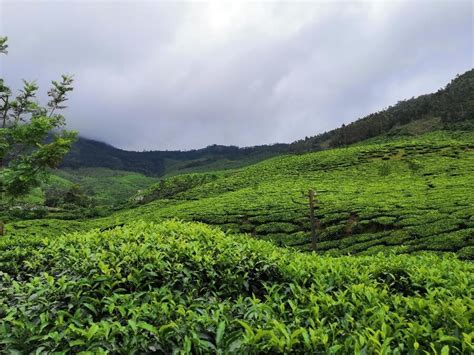 Munnar In Monsoon A Trip To Remember