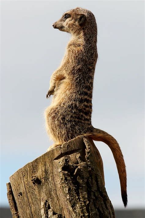 741 Best Images About Meerkats Make Me Smile On Pinterest