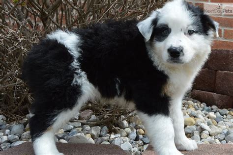 Blackwhite Australian Shepherd Puppy For Sale Near Dayton