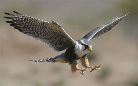 Peregrine Falcon Bird Info All Wildlife Photographs