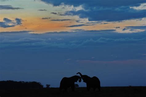 August 12 World Elephant Day 25 Wild Facts About Elephants