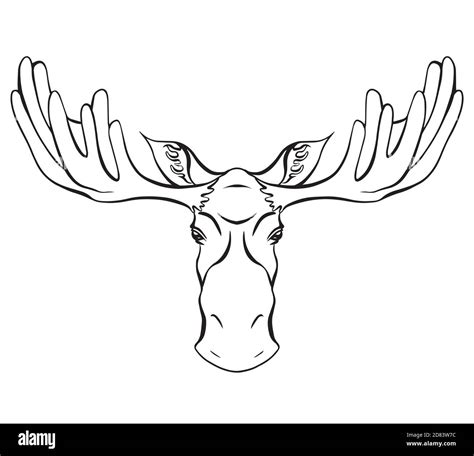 Contour Illustration Of A Moose Head With Antlers Front View Wild