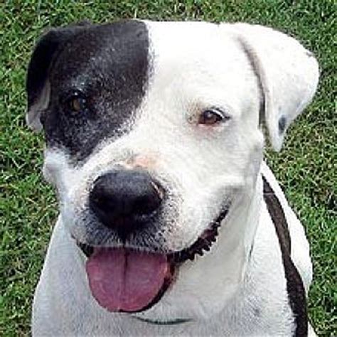 They offer bullies for sale through reputable breeders. Phoenix, AZ - Cattle Dog/American Bulldog Mix. Meet ...
