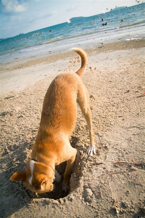 314 Dog Digging Beach Hole Stock Photos Free And Royalty Free Stock
