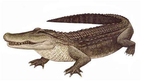 Alligator Image Alligator American Alligator