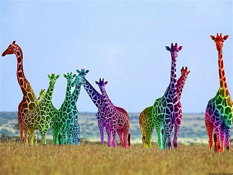 Rainbow Giraffes By Ferglicious Kittay On Deviantart