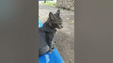 Kucing Titit Kawin Kucingkampung Kucingjalanan Youtube